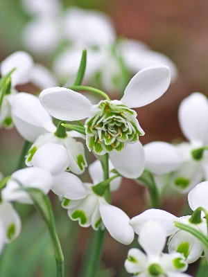 Подснежник Ипполита 6/+ 1шт (КолЛайн) 3шт/уп