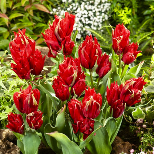 Тюльпан Рэд Спайдер 1шт (КолЛайн) 5ш/уп