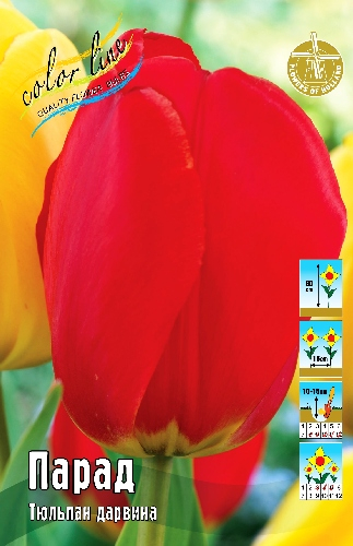 Тюльпан Парад 14/+ 1шт (КолЛайн) 5шт/уп 