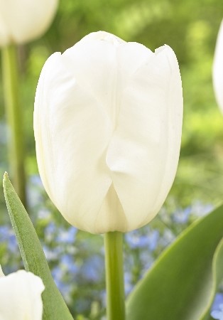 Тюльпан Альбатрос 11/12 1шт (Садовита) 10шт/уп