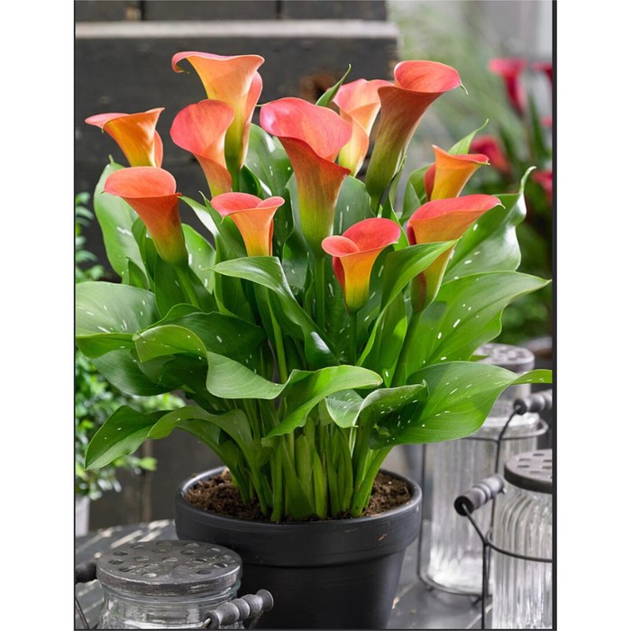 Калла Пашшн Фрут 1шт (КолЛайн) 2шт/уп