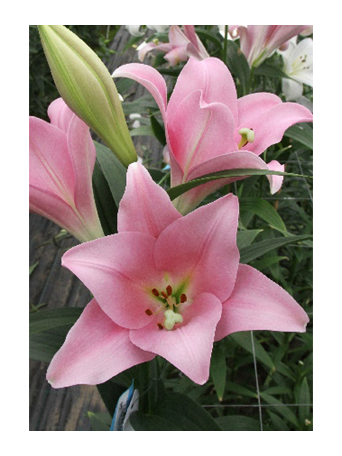 Лилия Варезе 10/12 1шт (КолЛайн) 2шт/уп