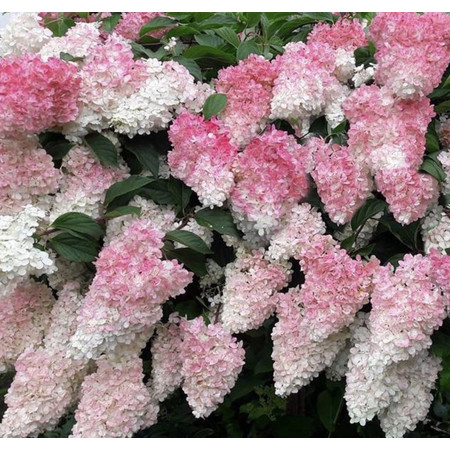 Гортензия Сандае Фрайз метельч. 1шт (КолЛайн)