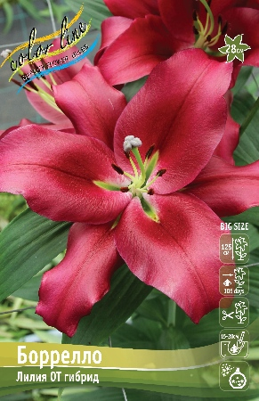 Лилия Боррелло 14/16 1шт (КолЛайн) 5шт/уп