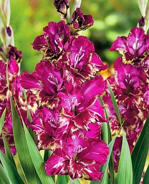 Гладиолус Колор Клаб 12/14 1шт (КолЛайн) 5шт/уп