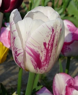 Тюльпан Ди Ди 1шт (КолЛайн) 7шт/уп