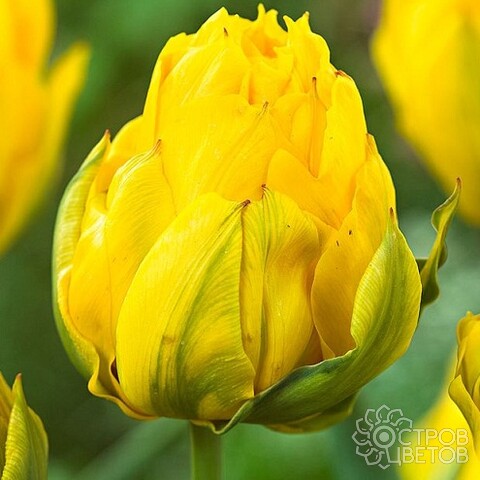 Тюльпан Тропикал Вейв 1шт (КолЛайн) 7шт/уп