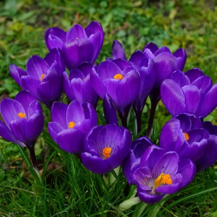 Крокус Ремембранс 7/8 1шт (Садовита) 10шт/уп