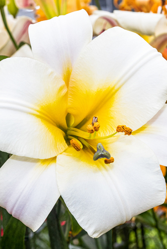 Лилия Уайт Планет 12/14 1шт (Садовита)  5шт/уп