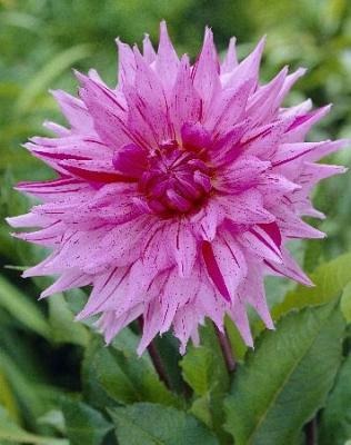 Георгина Американ Дрим 1шт (КолЛайн)