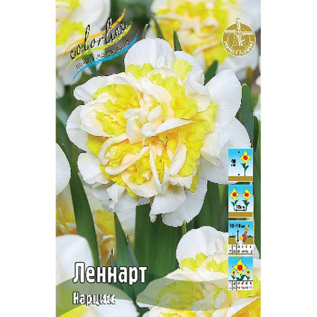 Нарцисс Леннарт 12/14 1шт (КолЛайн)