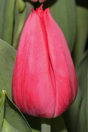 Тюльпан Ферст Стар 11/12 1шт (Садовита) 7шт/уп