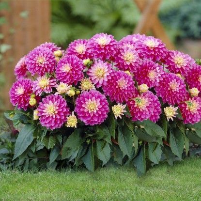 Георгина Гэллери Рембранд 1шт (КолЛайн)