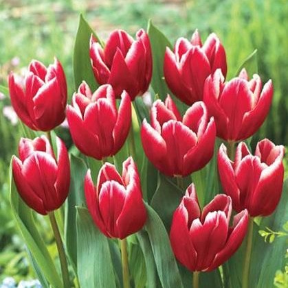 Тюльпан Вампир 11/12 1шт (Садовита) 10шт/уп