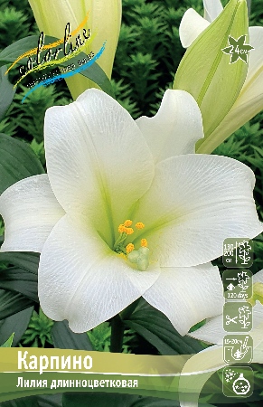 Лилия Карпино 12/14 1шт (КолЛайн) 7шт/уп
