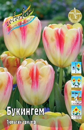 Тюльпан Букингем 1шт 12 /+ (КолЛайн) 7шт/уп