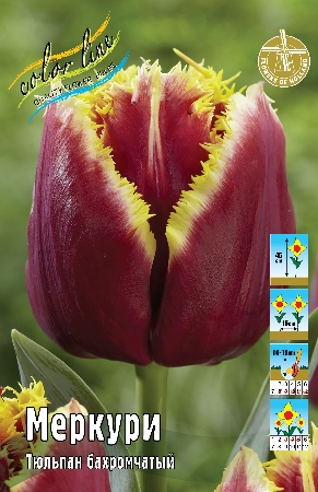 Тюльпан Меркури 1шт (КолЛайн) 5шт/уп