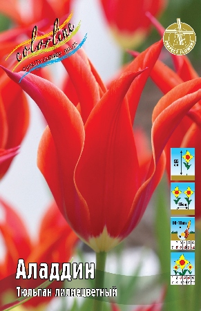 Тюльпан Аладдин 11/12 1шт (КолЛайн) 3шт/уп