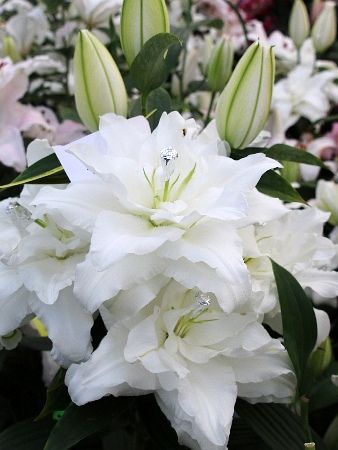 Лилия Шардонэ 12/14 1шт (КолЛайн) 5шт/уп