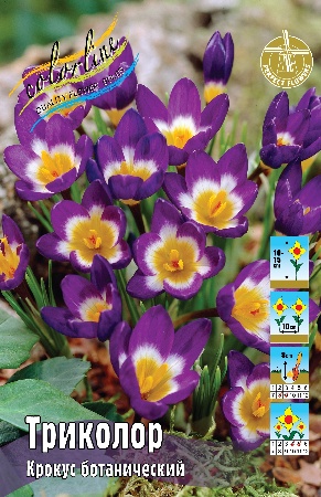 Крокус Триколор 5/+ 1шт (КолЛайн) 5шт/уп