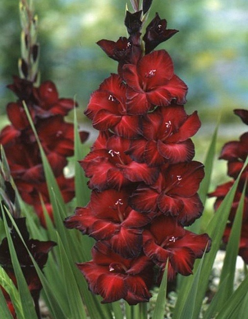 Гладиолус Блэк Стар 12/14 1шт (КолЛайн) 7шт/уп