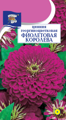 Цинния Фиолетовая королева 0,3 г ц/п (УУ) георгин.