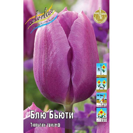 Тюльпан Блю бьюти 1шт (КолЛайн) 8шт/уп
