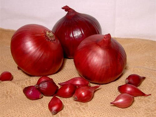 Лук севок Кармен МС 10/21 20кг/м (+/- 5%) (TOP B.V.)