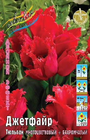 Тюльпан Джетфайр 1шт (КолЛайн) 8шт/уп 2-й эффект 