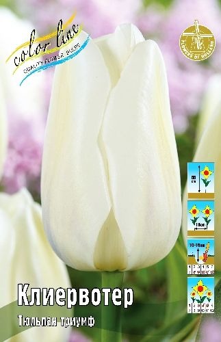 Тюльпан Клиервотер 1шт (КолЛайн) 7шт/уп