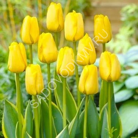 Тюльпан Гарант 11/12 1шт (Садовита) 10шт/уп
