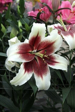 Лилия Зеба 12/14 1шт (КолЛайн) 3шт/уп