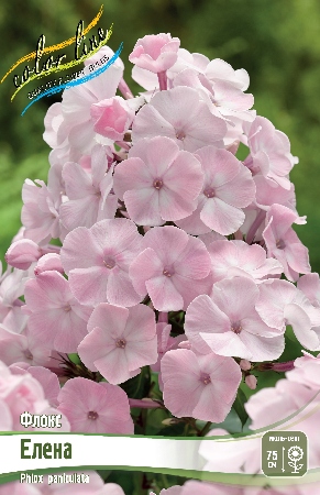 Флокс Елена 1шт (КолЛайн) 2шт/уп