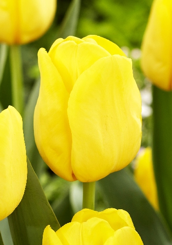 Тюльпан Лобке 1шт (КолЛайн) 8шт/уп