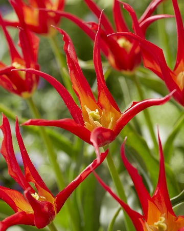 Тюльпан Гоугоу Рэд 1шт (КолЛайн) 5шт/уп