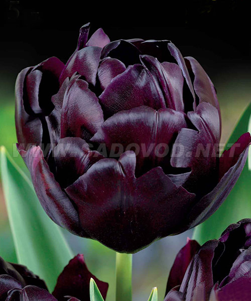Тюльпан Блэк Хироу 1шт (КолЛайн) 7шт/уп махровый