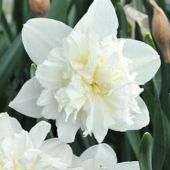 Нарцисс Айс Кинг 12/14 1шт (Садовита) 2шт/уп