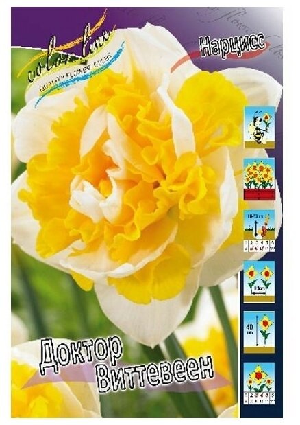 Нарцисс Д-р Виттевеен 1шт КолЛайн (3шт/уп)