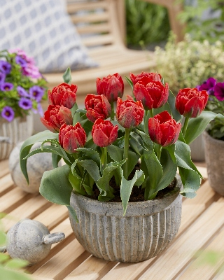 Тюльпан Рэд Бейби 1шт (КолЛайн) 8шт/уп