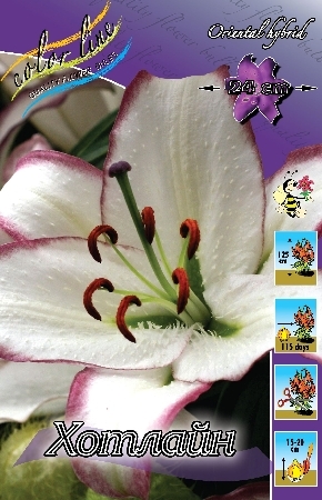 Лилия Хотлайн 1шт (КолЛайн) 5шт/уп