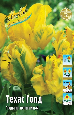Тюльпан Техас Голд 1шт (КолЛайн) 8шт/уп