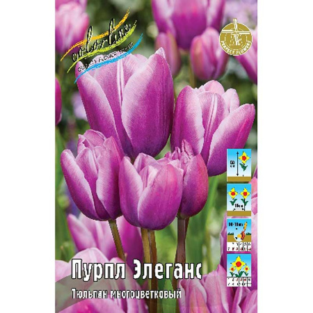 Тюльпан Пурпл Элеганс 1шт (КолЛайн) 7шт/уп