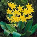 Эритрониум Пагода 1шт (КолЛайн) 5шт/уп