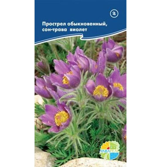 Прострел сон-трава фиолетовый (Акварель)