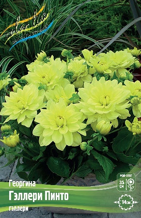 Георгина Гэллери Пинто 1шт (КолЛайн)