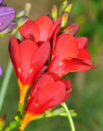 Фрезия Ред махровая 5/6 1шт НК (10шт/уп)