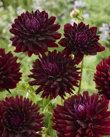 Георгина Холлихил Дарк Бьюти 1шт (КолЛайн)