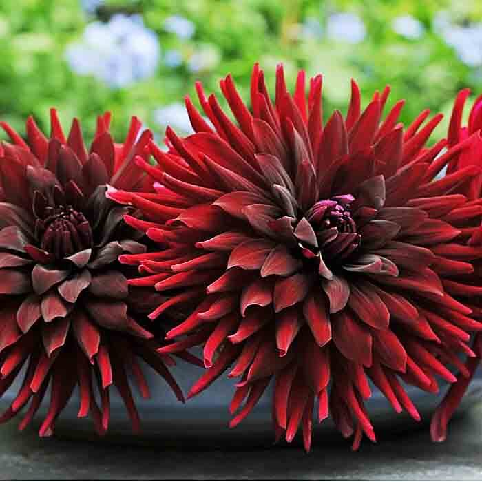 Георгина Бригитта Алида 1шт (КолЛайн)