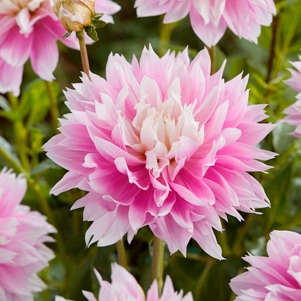 Георгина Эвана 1шт (КолЛайн)