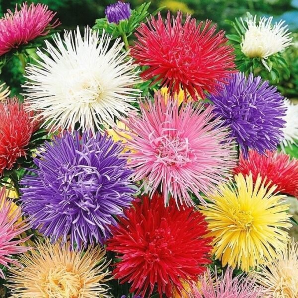 Астра Гигантские лучи, смесь 0,25г ц/п (УрУсадьба) 